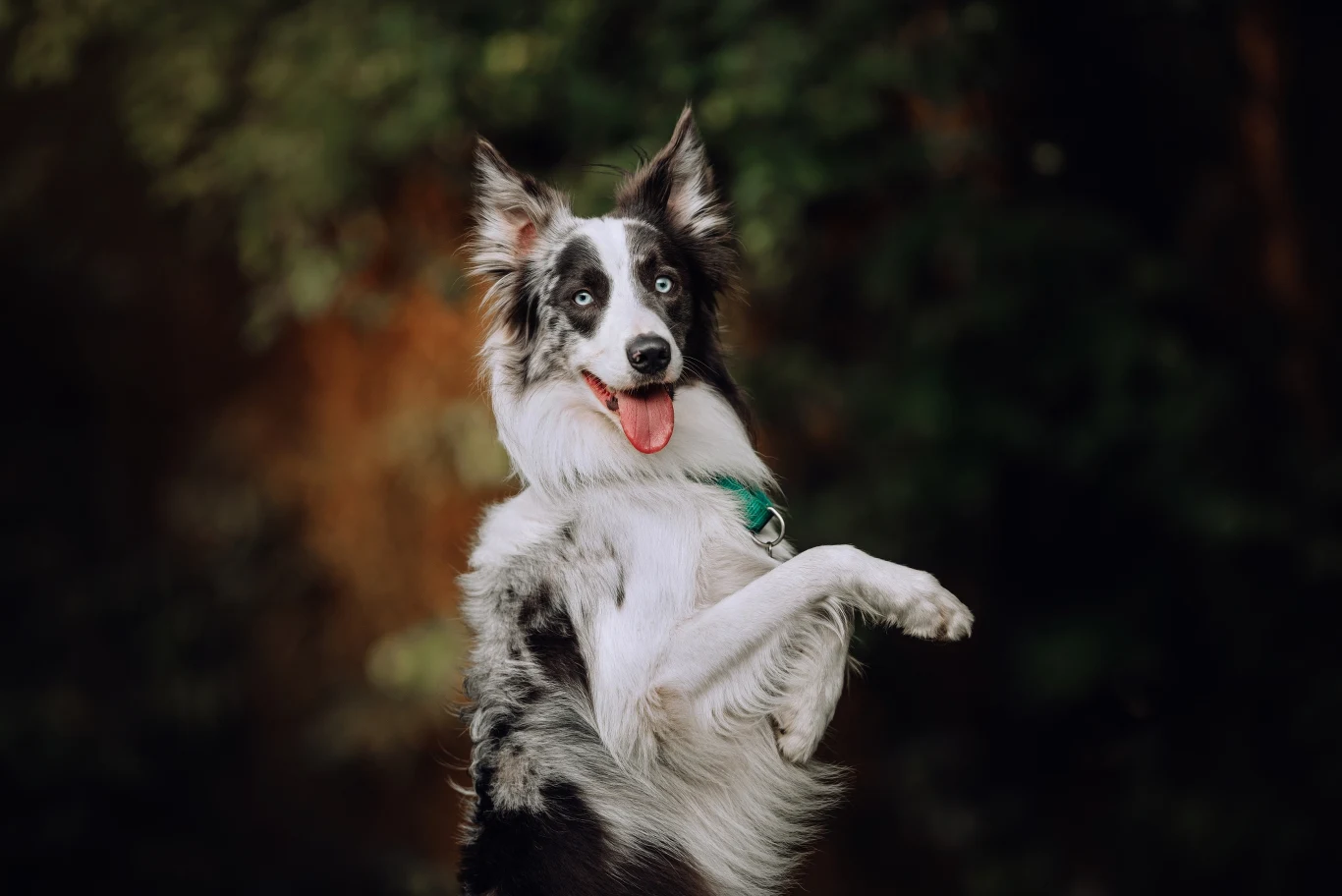 Popularność rasy Border Collie wynika także z nietuzinkowego wyglądu tych psów