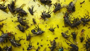 Mieszkańcy północno-zachodniej Hiszpanii mierzą się z rekordową plagą much (zdj. ilustracyjne)