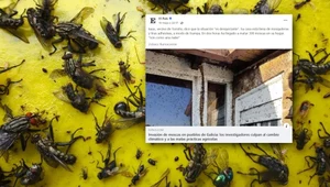 Mieszkańcy północno-zachodniej Hiszpanii mierzą się z ogromną plagą much. Ich liczba jest przerażająca