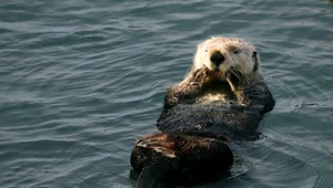 Badacze odkryli niesamowite umiejętności posługiwania się narzędziami przez wydrę morską (kałana morskiego)