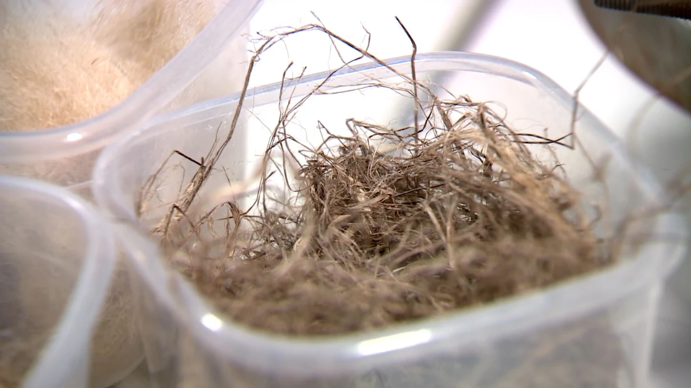 Włókna poddane recyklingowi mogą się sprawdzić jako tani i skuteczny materiał izolacyjny w domach - twierdzą polscy naukowcy Włókna poddane recyklingowi mogą się sprawdzić jako tani i skuteczny materiał izolacyjny w domach - twierdzą polscy naukowcy