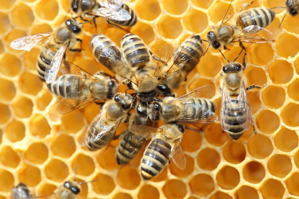 Taniec pszczół miodnych to kopalnie informacji