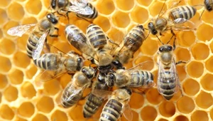 Taniec pszczół miodnych to kopalnie informacji