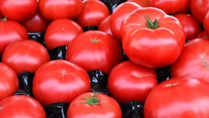 Ceny pomidorów krajowych spadają