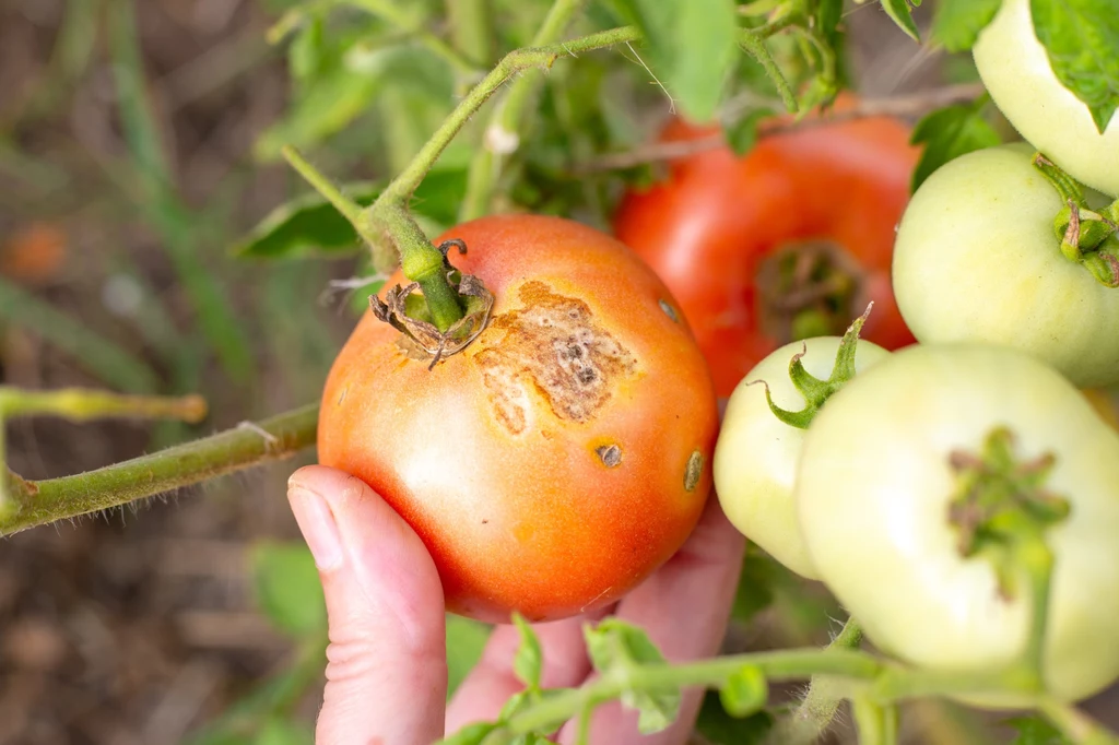 Pomidory zaatakowane przez mszyce lub inne choroby możemy uratować opryskiem z cebuli