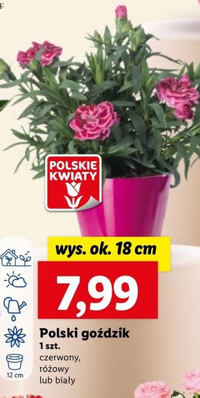 Goździk Polskie kwiaty niska cena