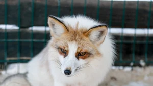Zakaz hodowli zwierząt na futra. Polska wciąż w tyle za 20 krajami Europy