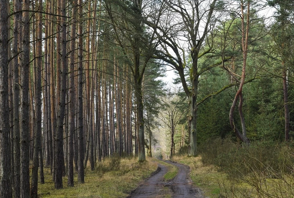 Świadek zauważył tajemniczy obiekt. Służby podjęły akcję poszukiwawczą Świadek zauważył tajemniczy obiekt. Służby podjęły akcję poszukiwawczą