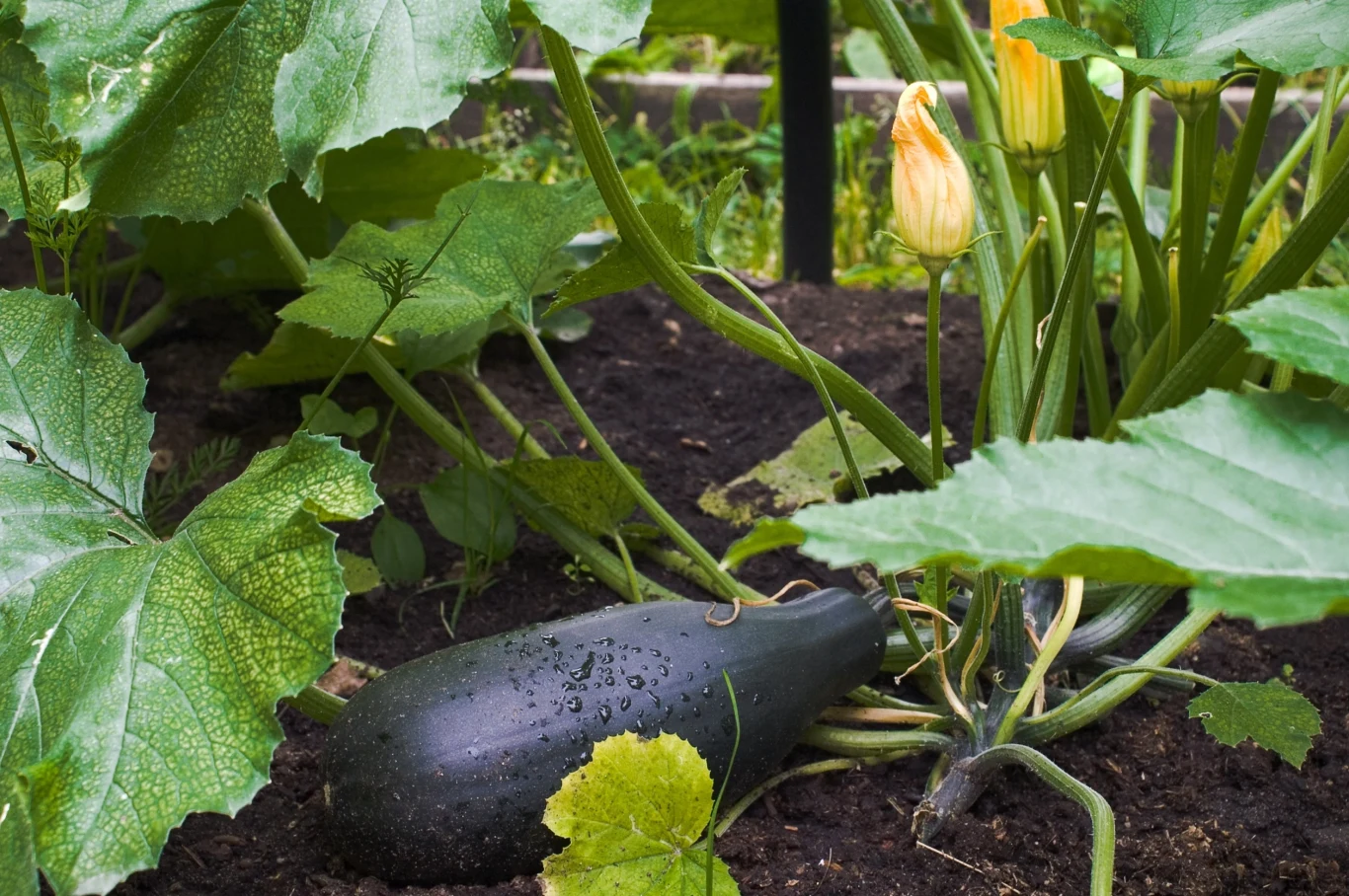 Sprawdź sposób, który może pomóc w zwiększeniu plonu cukinii Sprawdź sposób, który może pomóc w zwiększeniu plonu cukinii