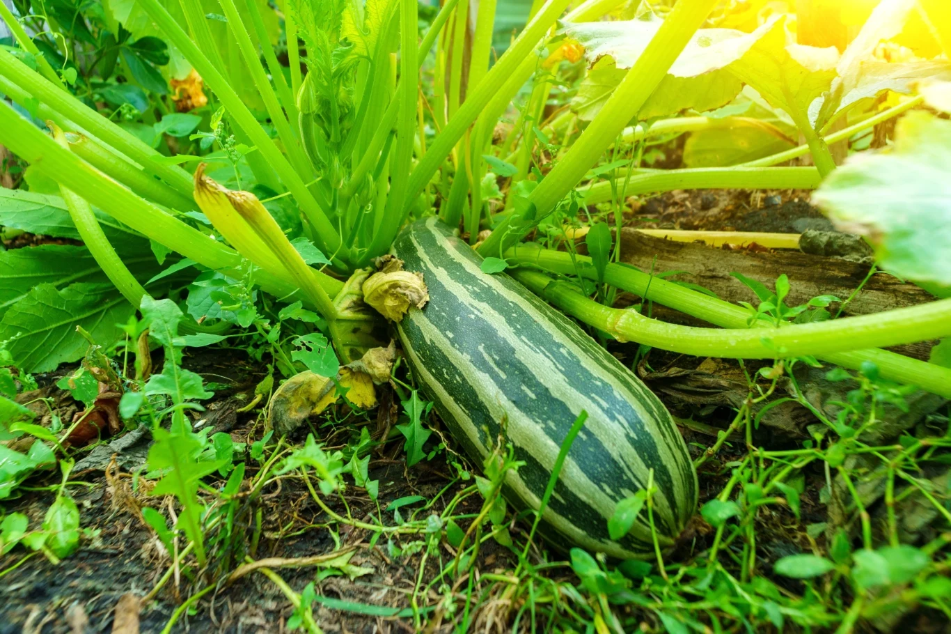 Odpowiednia pielęgnacja cukinii może zapewnić zdrowe i obfite plony Odpowiednia pielęgnacja cukinii może zapewnić zdrowe i obfite plony