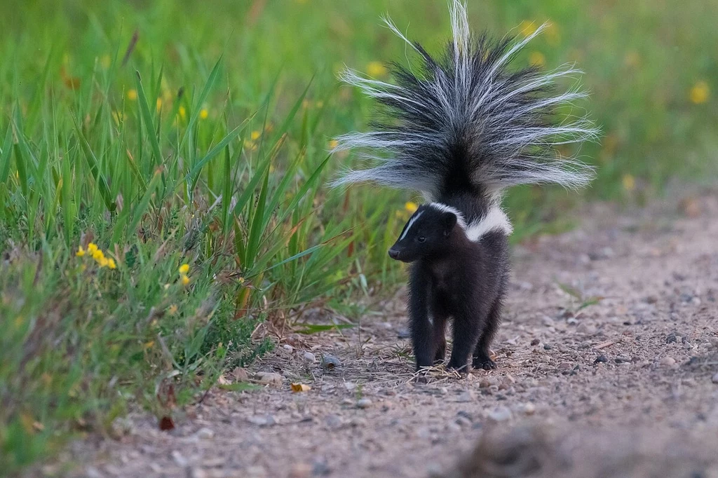 Skunks zwyczajny sygnalizuje swój smród z daleka