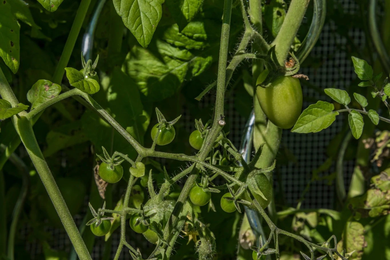 Regularne obrywanie liści pomidorów pozwoli nam zwiększyć obfitość plonów