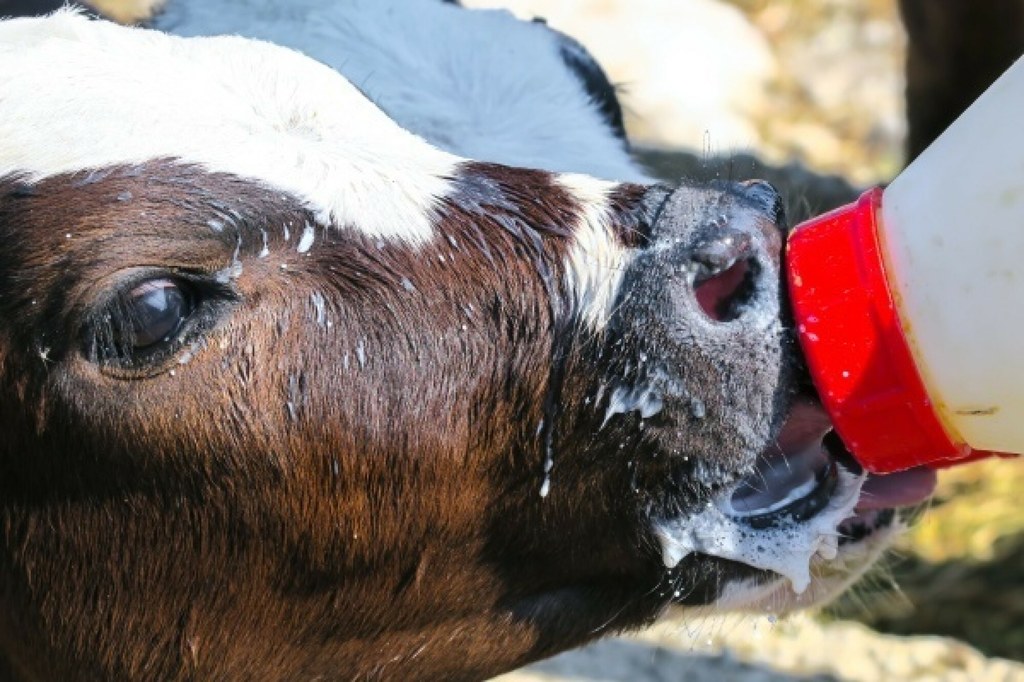 Na co zwracają uwagę konsumenci przy zakupie mięsa?