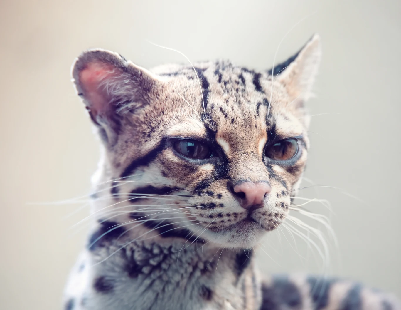 Margaj to ocelot, który świetnie się wspina