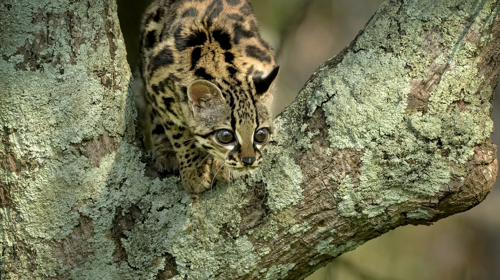 Do zoo w Poznaniu trafił margaj, znany także jako ocelot nadrzewny (zdj. ilustracyjne)