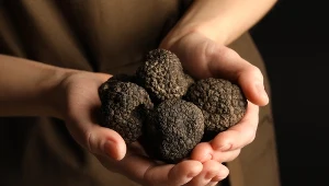 Trufle to najdroższe grzyby na świecie. Jakie mają właściwości?