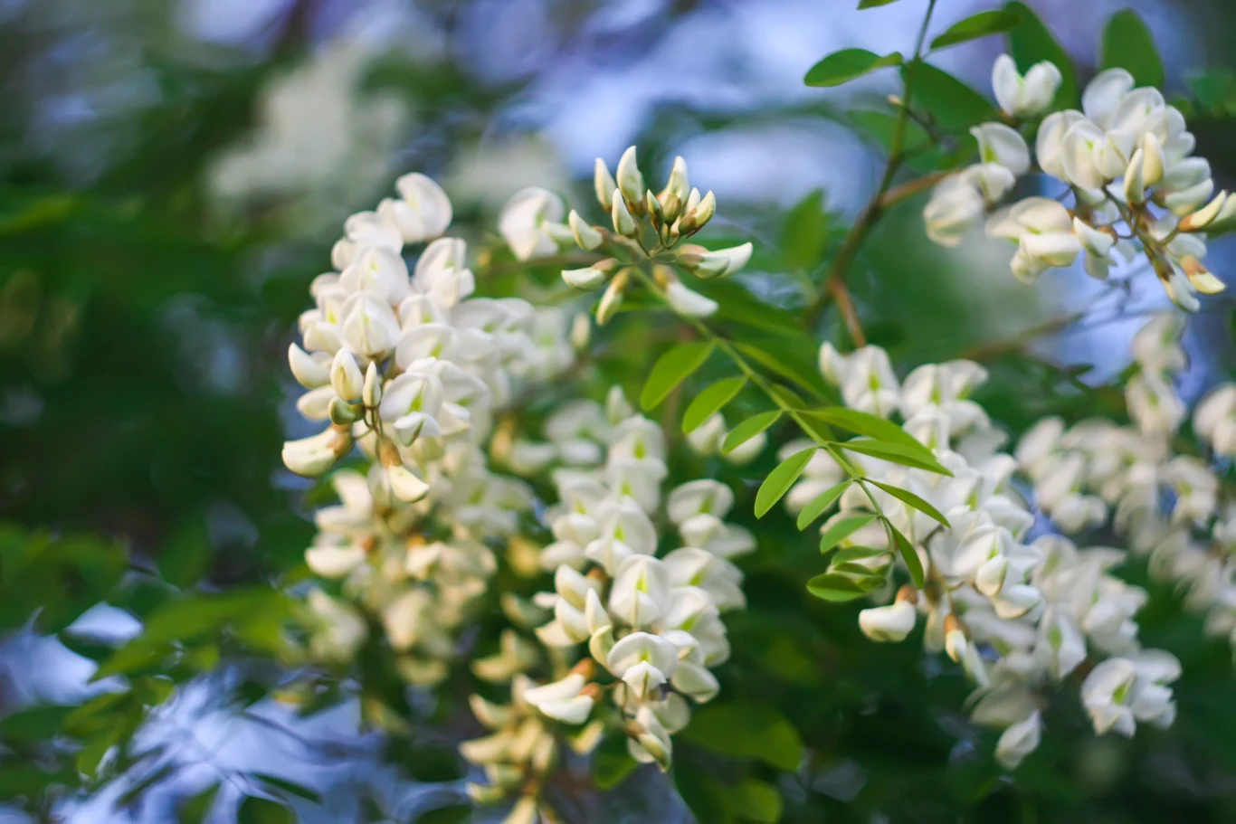 Kwiaty akacji mają wiele właściwości, zaparzona z nich herbata pomoże w walce z bezsennością 