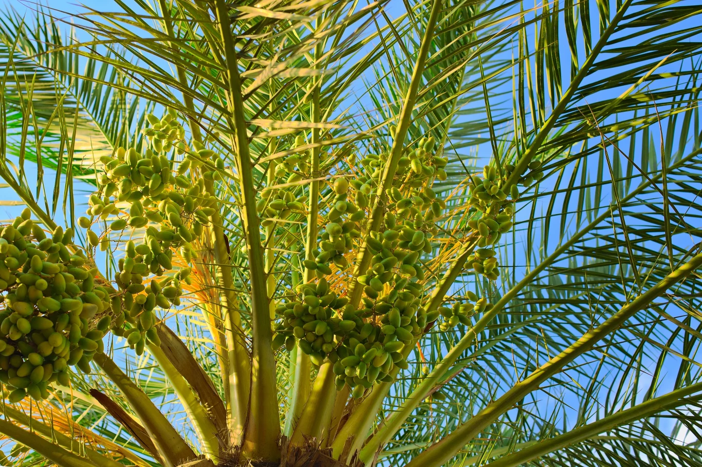 Daktylowiec to pokaźna roślina, ale w domowych warunkach rośnie bardzo powoli Daktylowiec to pokaźna roślina, ale w domowych warunkach rośnie bardzo powoli