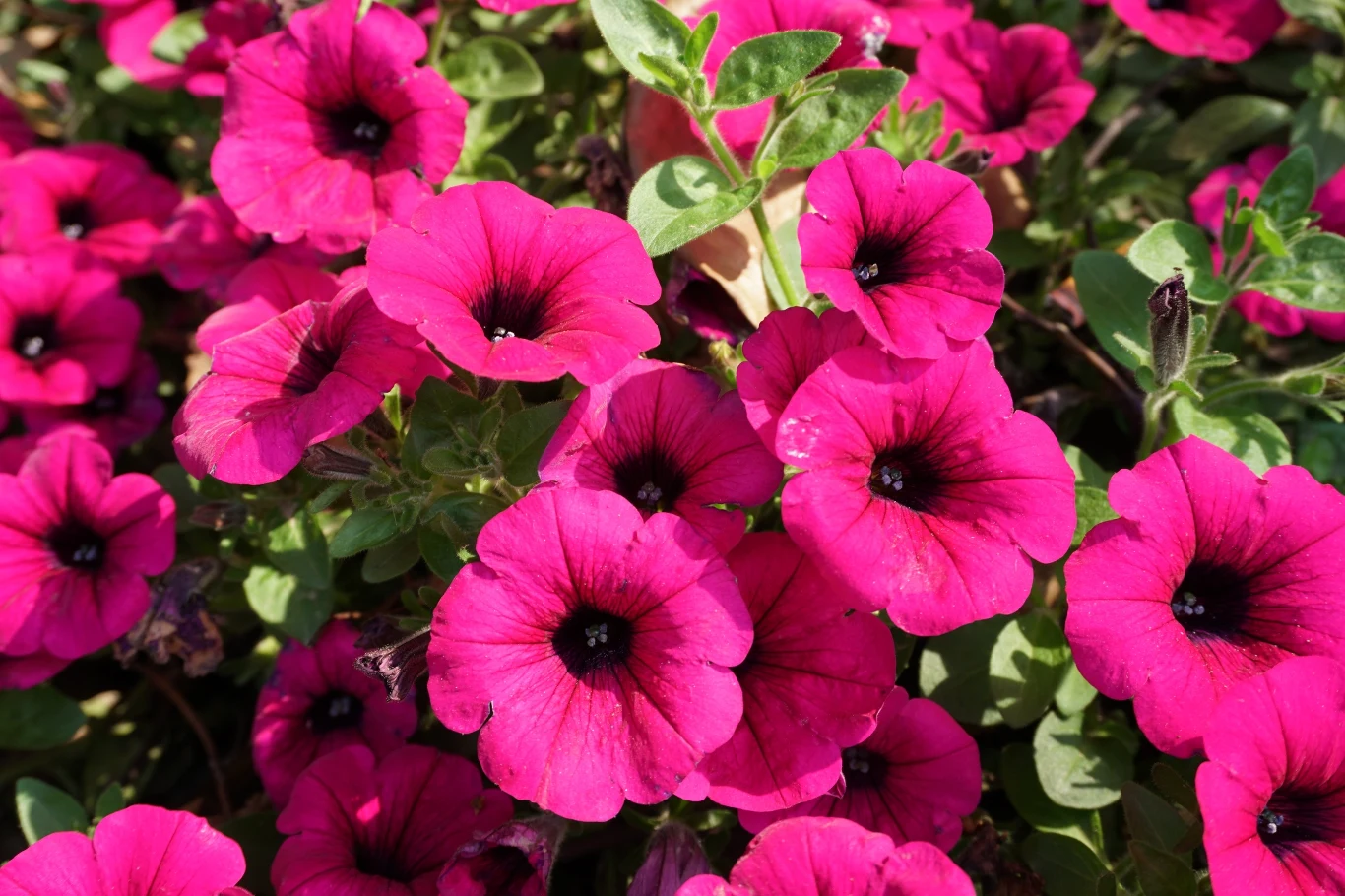 Supertunie potrzebują regularnych dawek nawozu, żeby rosnąć obficie. 