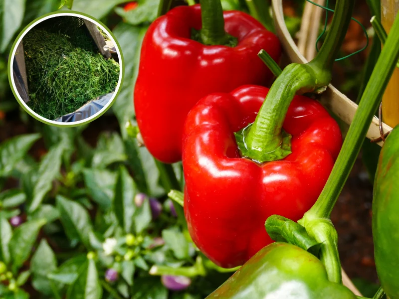 Do nawożenia papryki możesz wykorzystać np. trawę z ogrodu Do nawożenia papryki możesz wykorzystać np. trawę z ogrodu