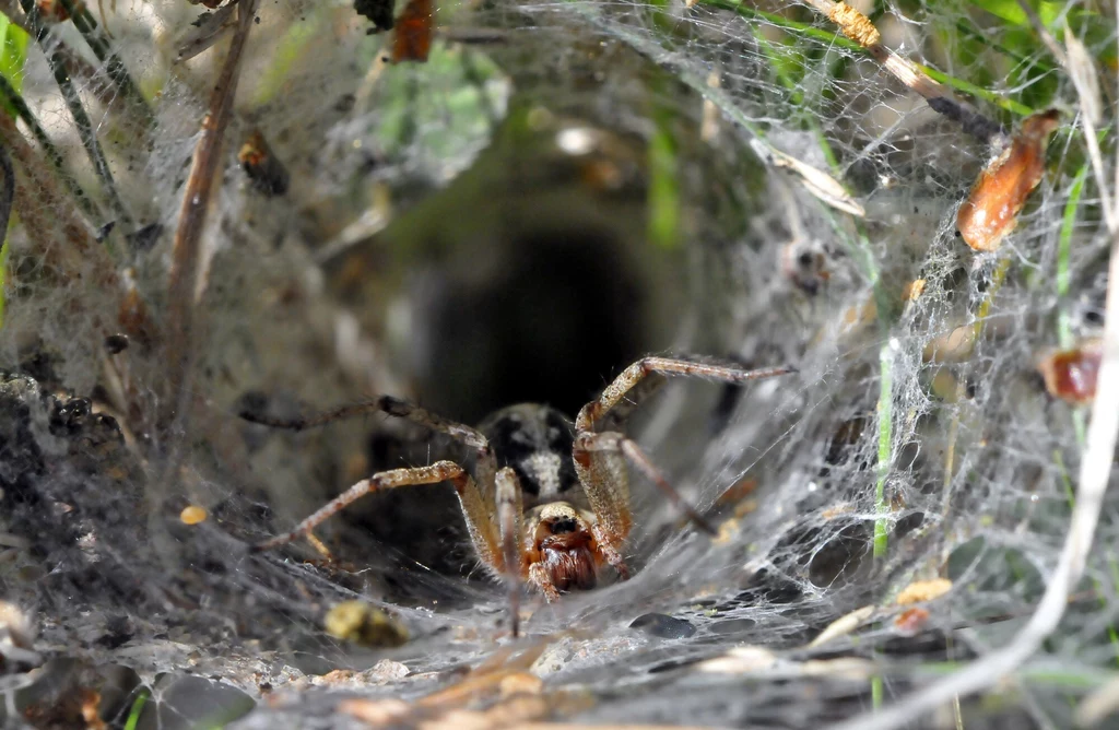 Ten pająk jest w każdym ogrodzie. Czy lejkowiec labiryntowy może zagrozić człowiekowi?