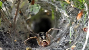 Wielka sieć i duży pająk w twoim ogrodzie. Czy trzeba się go bać?