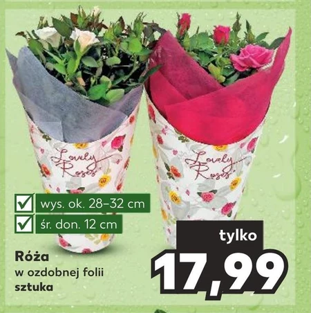 Róża Ok.