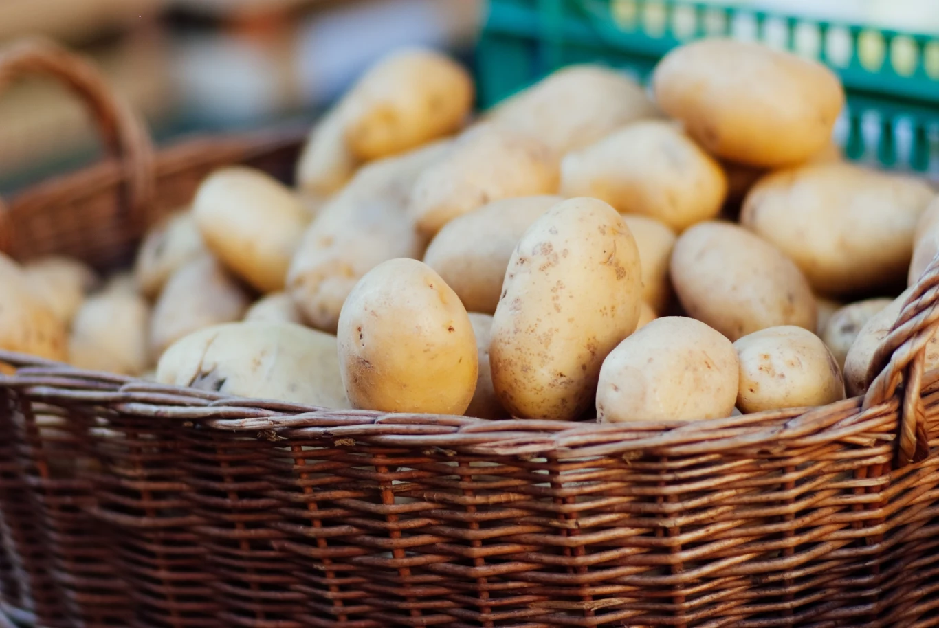 Czym różnią się młode ziemniaki od wczesnych? Czym różnią się młode ziemniaki od wczesnych?