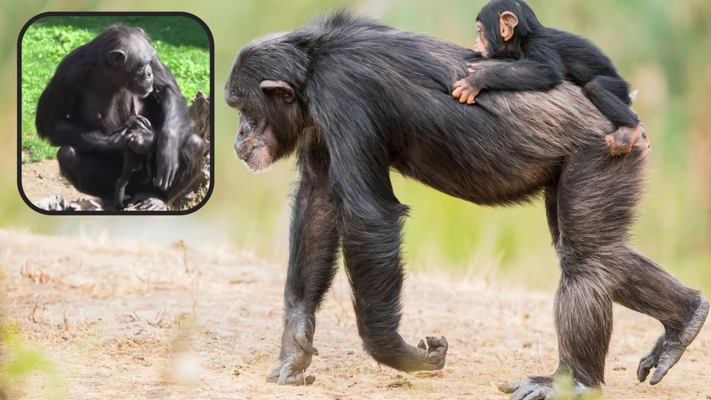 Obserwacje szympansicy dowodzą, że zwierzęta te mają wysoko rozwinięte emocje i podobnie jak ludzie są zdolne do odczuwania różnych stanów emocjonalnych