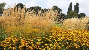 Mówią, że to najwytrzymalsze kwiaty. Dobrze znoszą nawet upał i suszę