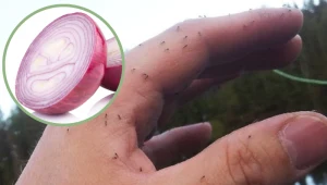 Przekrój na pół i przyłóż do miejsca po ugryzieniu meszek, a załagodzisz ból