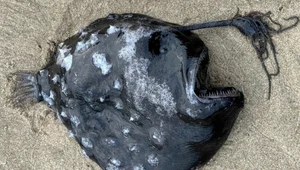 Przerażająca ryba wyrzucona na brzeg oceanu. Niewiele o niej wiadomo