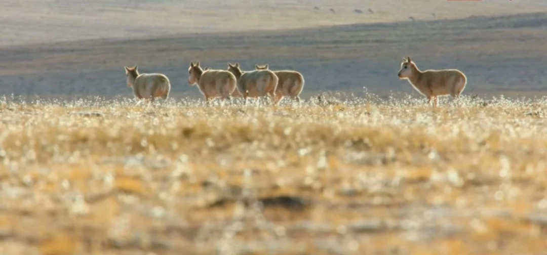 Samice cziru na tybetańskim płaskowyżu
