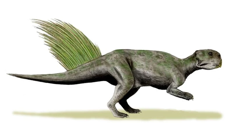 Psitakozaur z jego wachlarzem z piór na ogonie
