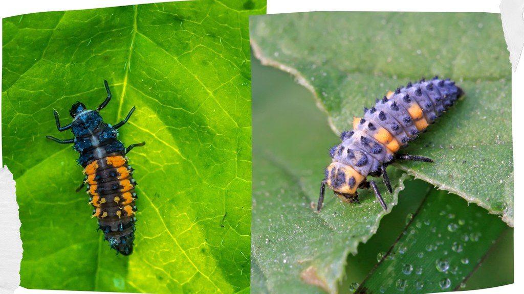 Larwa biedronki chińskiej (z lewej) i biedronki siedmiokropki (z prawej)