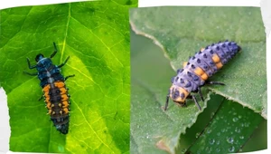 Dziwne stwory pojawiły się w ogrodach. Polski owad toczy wojnę z chińskim