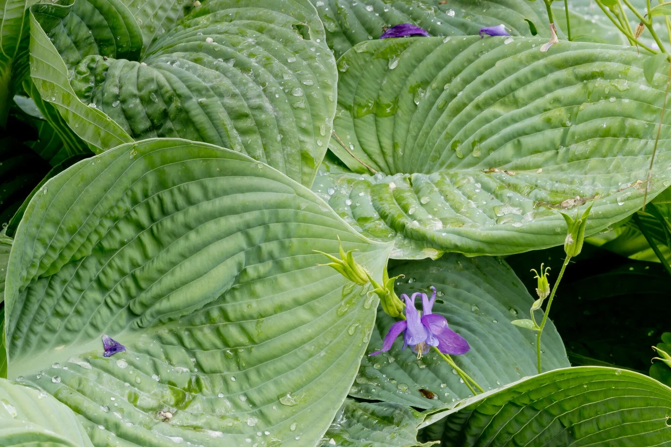 Hosty zachwycą bujnymi liśćmi i delikatnymi kwiatami, jeśli zastosujemy naturalny nawóz z mniszka lekarskiego. 