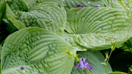 Hosty zachwycą bujnymi liśćmi i delikatnymi kwiatami, jeśli zastosujemy naturalny nawóz z mniszka lekarskiego.
