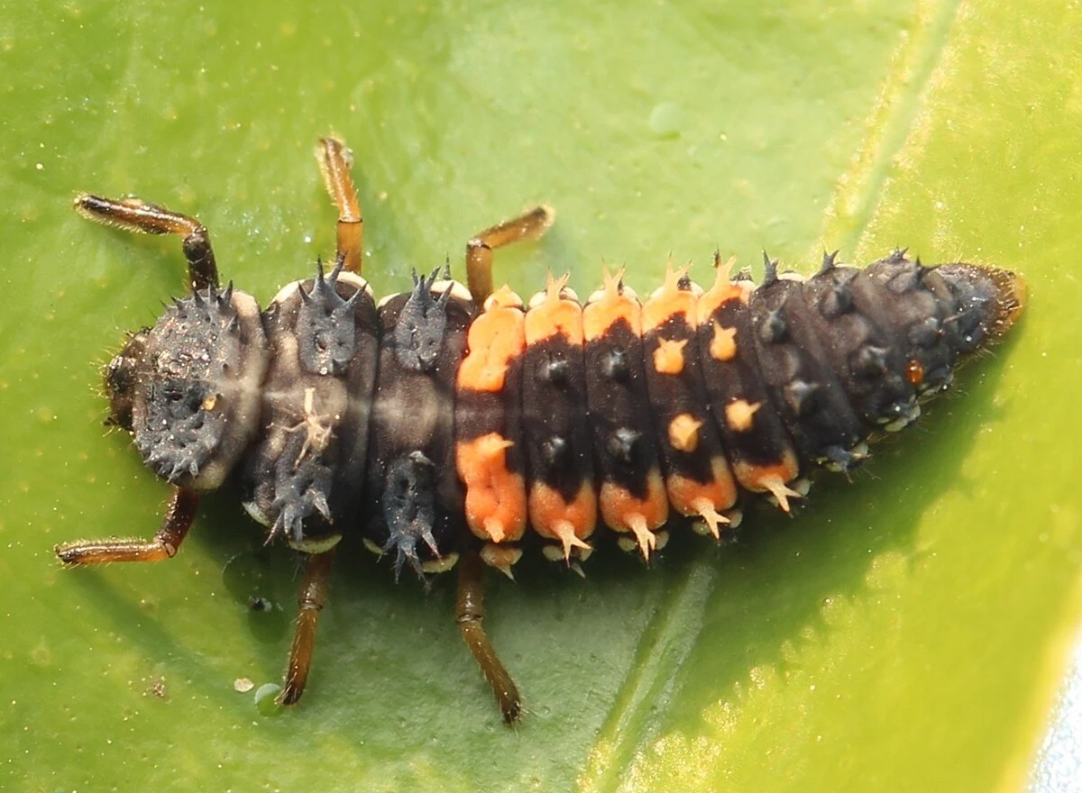 Żarłoczna larwa biedronki azjatyckiej