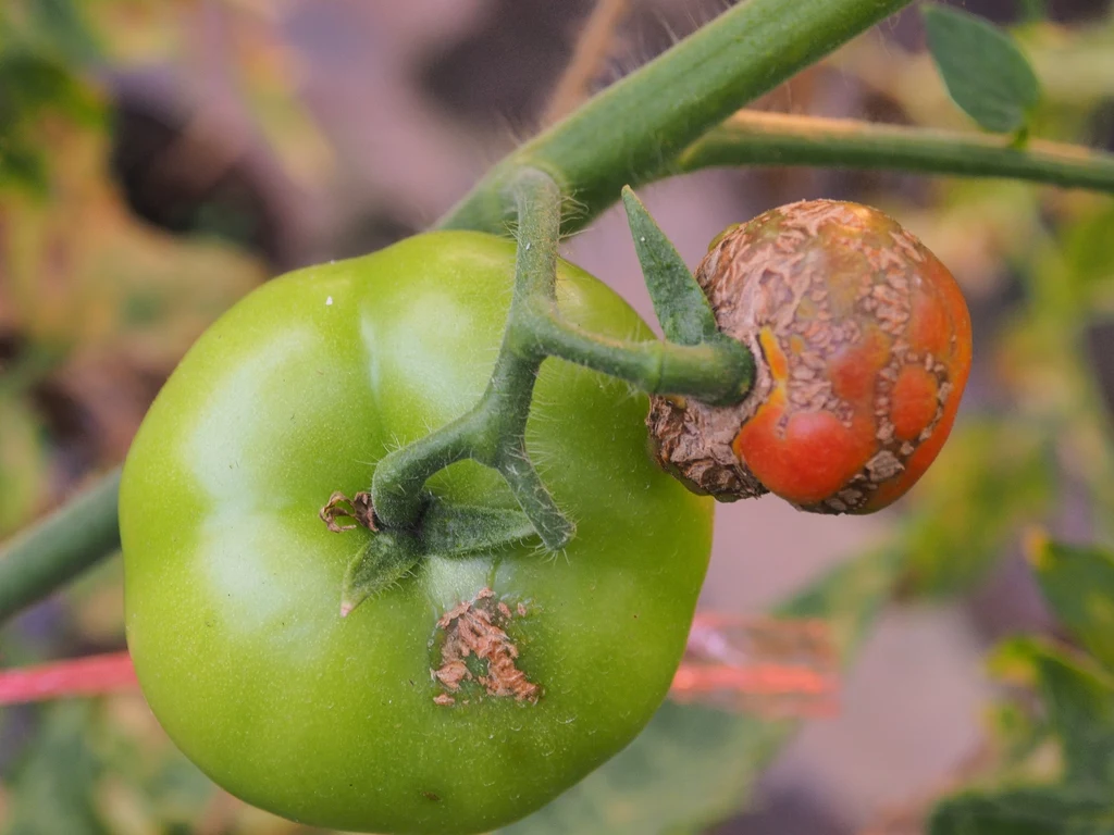 Czym pryskać pomidory, by uwolnić je od mszyc?