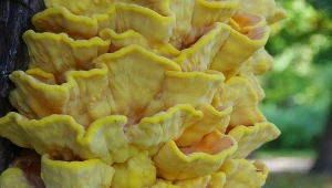 Grzybiarze są w siódmym niebie. Zaczął się sezon na te żółte grzyby