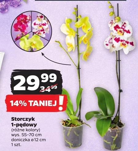 Storczyk