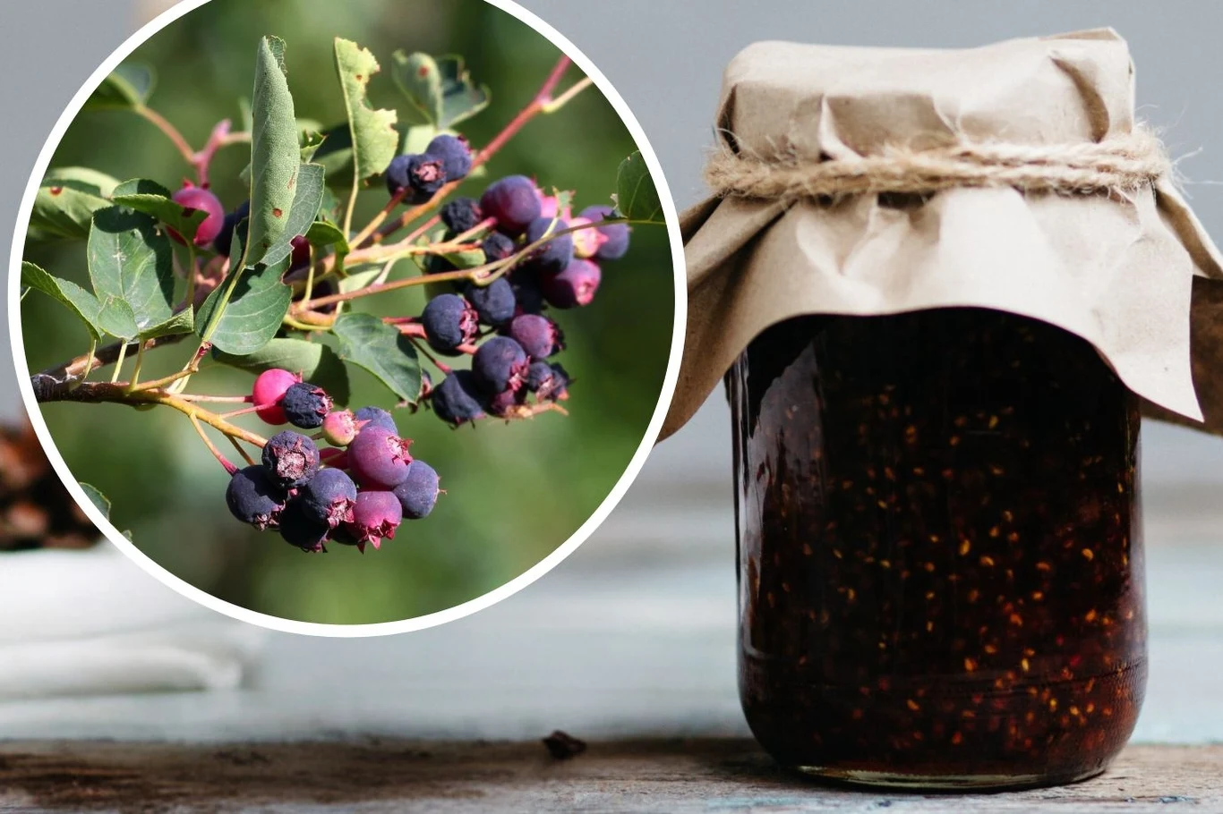 Świdośliwa to składnik domowych przetworów Świdośliwa to składnik domowych przetworów