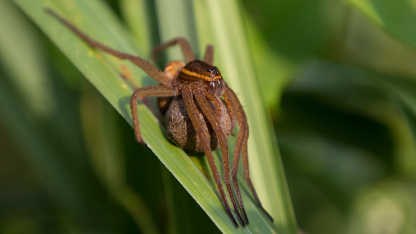 Bagnik nadwodny Bagnik nadwodny