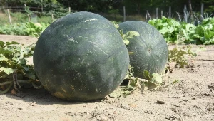 Możesz uprawiać arbuzy w ogrodzie. Sprawdź, kiedy najlepiej je posiać