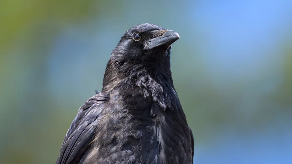 Czarnowrony (wrony czarne, wrońce) słyną ze swojej inteligencji i głosu. Badaczom udało się potwierdzić, że ptaki doskonale łączą te umiejętności w coś, co można określić "liczeniem"