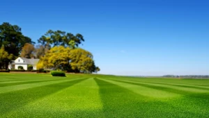 Jak zagęścić trawnik? Sprawdzone sposoby na gęsty zielony dywan