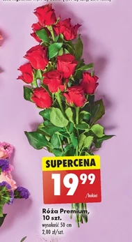 Róża Premium