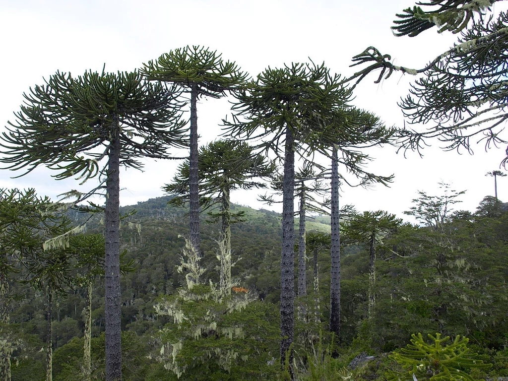 Las araukariowy w chilijskim Parku Narodowym Nahuelbuta 