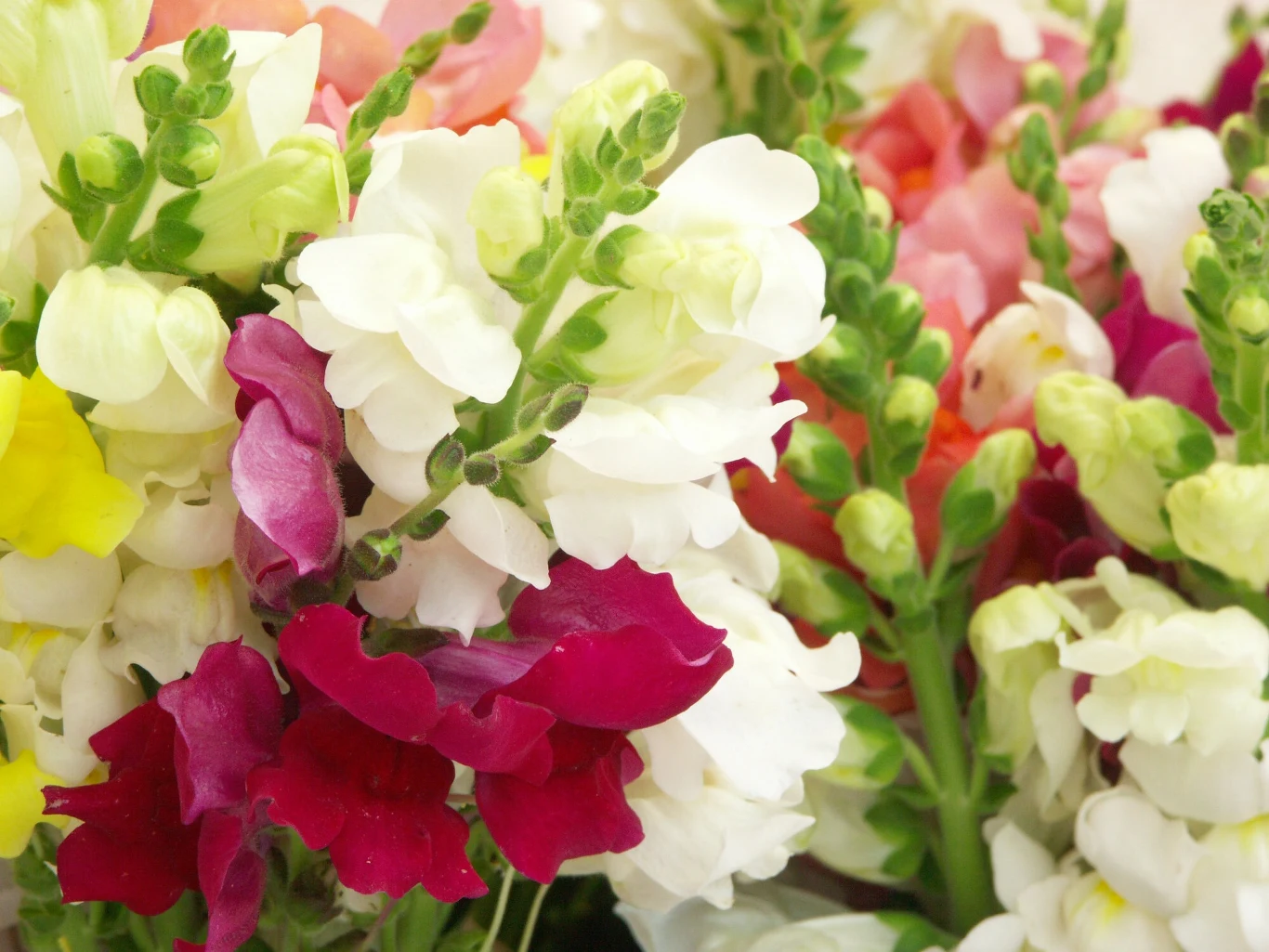 Podlewanie lwich paszczy to dla tych roślin najważniejszy zabieg pielęgnacyjny Podlewanie lwich paszczy to dla tych roślin najważniejszy zabieg pielęgnacyjny